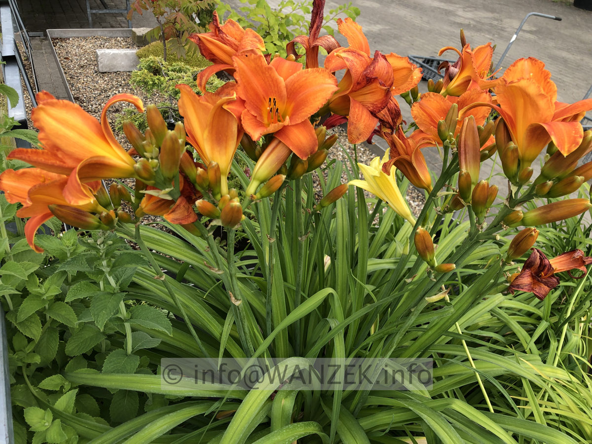 Hemerocallis Mauna Loa 003.JPG